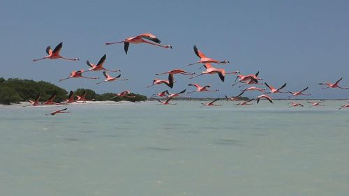 A flock of pink flamingos flying over a calm, turquoise sea with green mangroves in the background.
