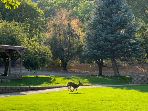 A deer runs across a grassy area surrounded by trees in a park setting.