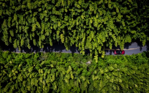 Aerial view of a winding road surrounded by dense green bamboo forest. A car is seen driving along the road.