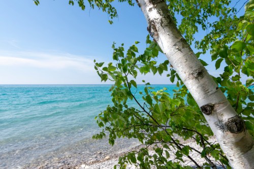 A serene lakeside view with clear blue water, rocky shore, and a birch tree in the foreground under a bright sky.