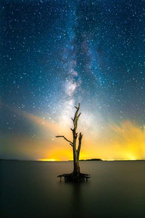 A lone, dead tree stands in calm water under a starry sky, with the Milky Way and distant lights illuminating the horizon.