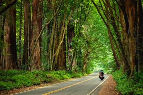 A motorcycle rides down a winding road surrounded by tall, lush trees in a vibrant green forest.