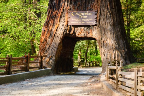 A large tree with a carved opening, surrounded by greenery and a sign reading "Chandelier Tree."
