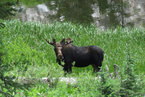 A moose stands in a lush green area near a body of water, surrounded by tall grass and trees.