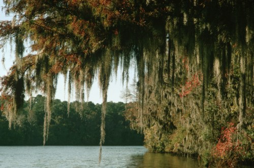 A serene lake scene with hanging Spanish moss and autumn foliage along the shoreline.
