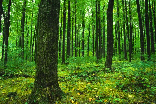 Lush green forest with tall trees and dense undergrowth, creating a serene and vibrant natural environment.