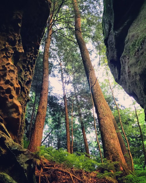 Tall trees rise between rocky cliffs, with sunlight filtering through the foliage in a serene forest setting.
