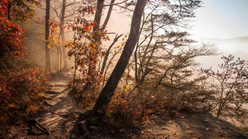 A misty forest path lined with trees and vibrant autumn foliage, illuminated by soft morning light.