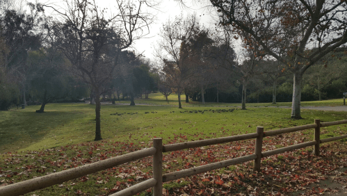 A park scene with bare trees, scattered leaves, and a grassy area where birds are gathered in the distance.