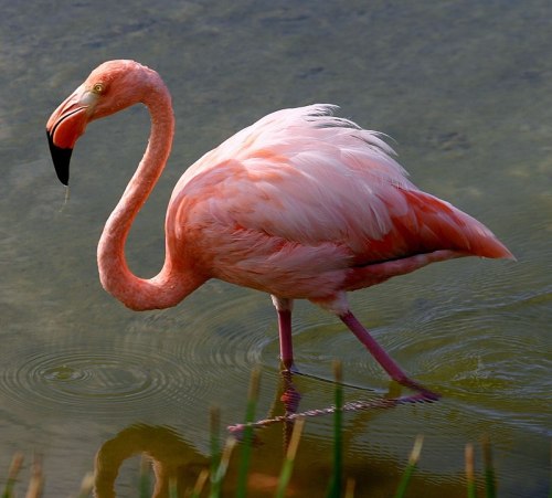 A pink flamingo wading in shallow water, with its head turned and beak slightly open.
