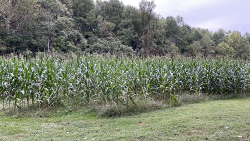 A lush green cornfield bordered by trees under a cloudy sky.
