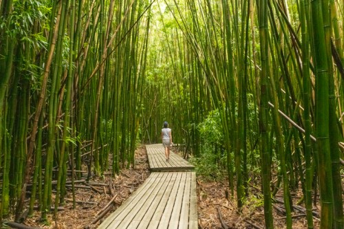 A person walks along a wooden path through a dense bamboo forest.