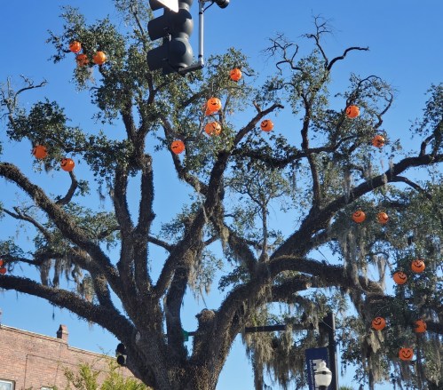 A large tree adorned with orange pumpkin decorations and Spanish moss, under a clear blue sky. Traffic light visible above.