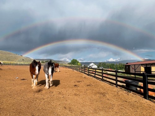 Two horses walk in a sandy field under a double rainbow and cloudy sky, with a barn and hills in the background.