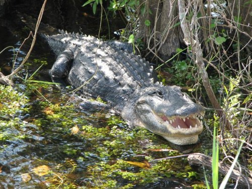 A large alligator resting in a swamp, partially submerged among plants and water.