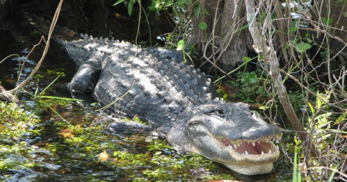 A large alligator resting in shallow water, surrounded by greenery and tree roots.