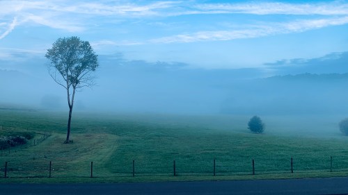 A misty landscape with a lone tree and rolling green fields under a blue sky. Fences line the foreground.