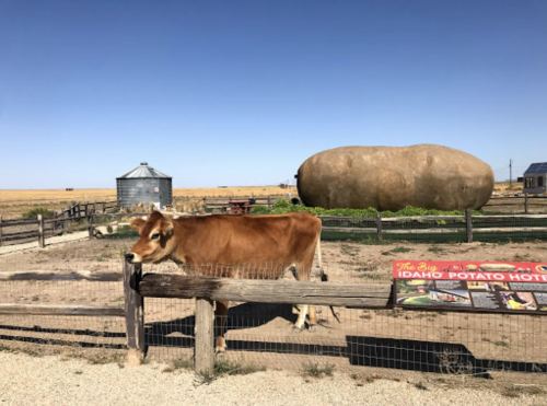 A cow stands near a large potato-shaped structure in a rural setting with a blue sky and fields in the background.