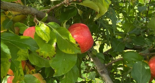 Red apples hanging from a tree branch, surrounded by green leaves in a sunny outdoor setting.