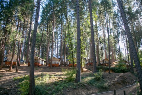 A cluster of cabins nestled among tall pine trees in a serene forest setting.