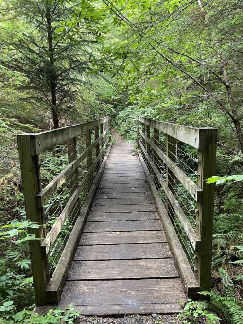 A wooden bridge spans a lush, green forest path surrounded by trees and ferns.