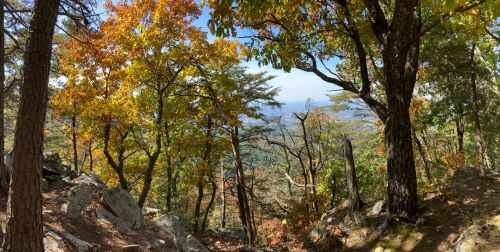 A panoramic view of a forest in autumn, showcasing colorful foliage and distant mountains under a clear sky.