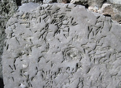 Close-up of a stone surface featuring numerous intricate, linear carvings and markings.