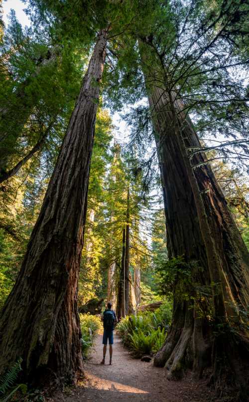 A person stands on a path surrounded by towering redwood trees in a lush forest. Sunlight filters through the leaves.