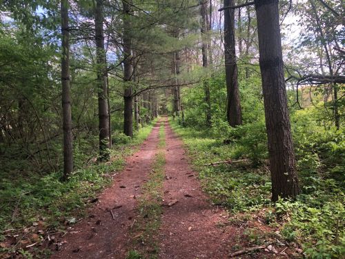 A dirt path winds through a lush green forest, flanked by tall trees and dense foliage under a partly cloudy sky.