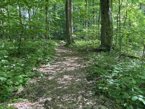 A sunlit forest path winding through lush green trees and foliage.