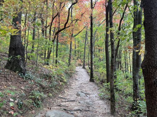 A winding dirt path through a forest with vibrant autumn foliage and tall trees.
