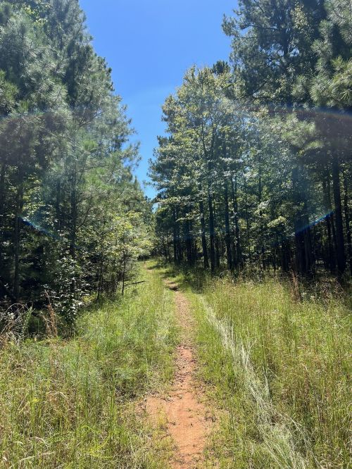 A narrow dirt path through a lush green forest under a clear blue sky.