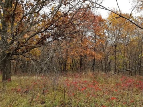 A serene forest scene with autumn foliage, featuring orange and yellow leaves among trees and red underbrush.