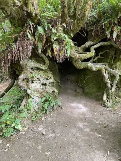 A moss-covered entrance to a cave, surrounded by twisted tree roots and ferns in a lush forest setting.