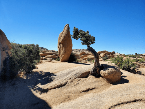 A twisted tree stands on rocky terrain under a clear blue sky, surrounded by large boulders and sparse vegetation.