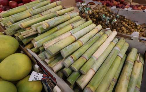 Fresh sugarcane stalks stacked in a market, surrounded by fruits like apples and longan.