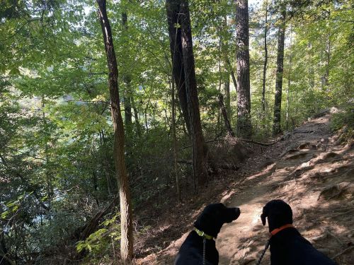 Two black dogs stand on a forest trail, surrounded by trees and greenery, with a glimpse of water in the background.