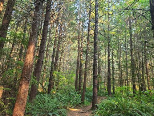 A serene forest scene with tall trees and lush green ferns lining a winding dirt path. Sunlight filters through the leaves.