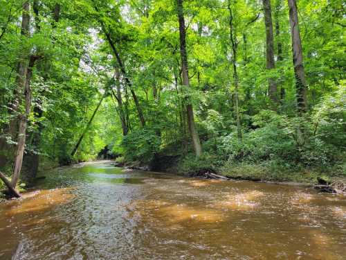 A serene river flows through a lush green forest, surrounded by tall trees and vibrant foliage.