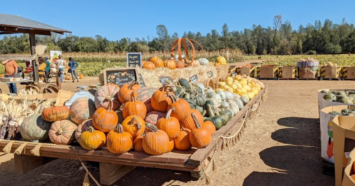A vibrant pumpkin patch with various pumpkins and gourds displayed on wooden tables under a clear blue sky.