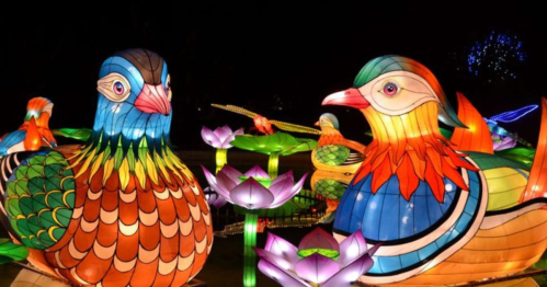 Colorful illuminated lanterns of birds surrounded by glowing lotus flowers at night.