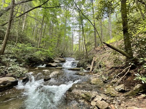 A serene forest scene featuring a flowing stream surrounded by lush greenery and tall trees.