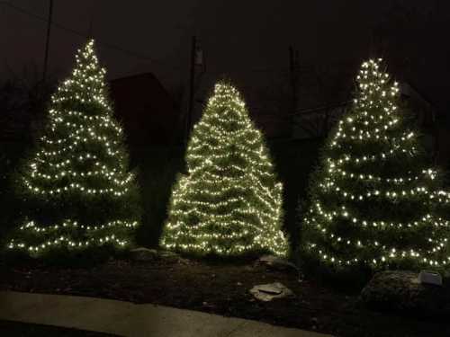 Three illuminated evergreen trees adorned with white lights, set against a dark night sky.