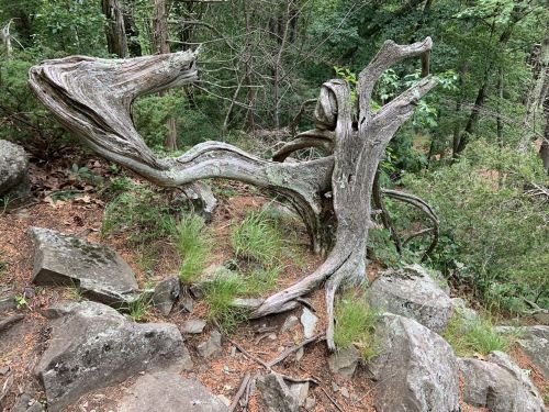 A twisted, weathered tree trunk surrounded by rocks and greenery in a forested area.