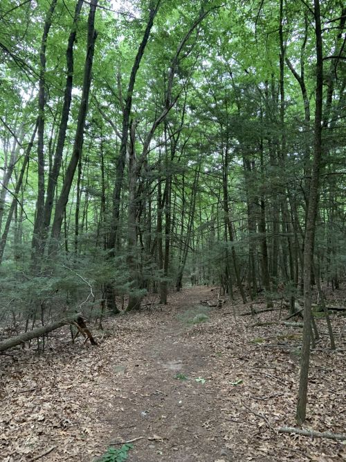 A narrow dirt path winding through a dense forest with tall green trees and scattered leaves on the ground.