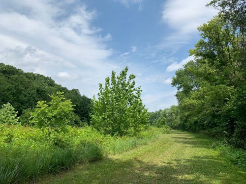A serene pathway through lush greenery under a partly cloudy sky, surrounded by trees and vibrant foliage.