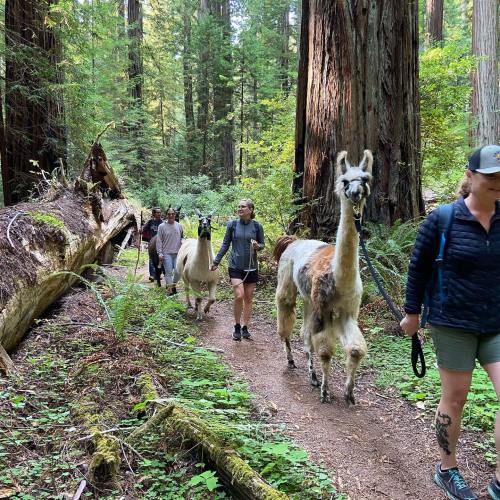 A group of people walking along a forest trail with llamas among tall redwood trees.