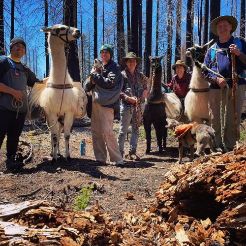 A group of people with llamas and a dog in a forest, surrounded by charred trees and logs after a wildfire.