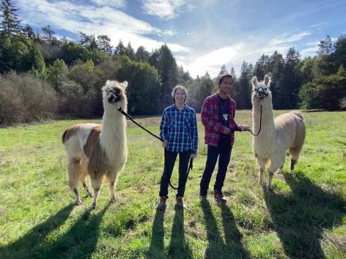 Two people stand in a grassy field with two llamas, surrounded by trees and a blue sky.