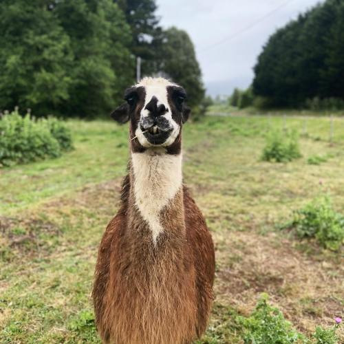 A llama stands in a grassy field, looking directly at the camera with trees and a cloudy sky in the background.